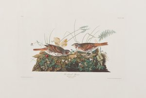 Ilustração de 