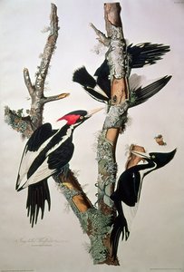 Pica-pau-de-bico-marfim, de &39;Birds of America&39;, 1829 (ver 195912 para detalhes)