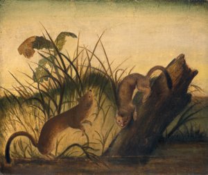 Doninha de cauda longa, c. 1845. de John James Audubon