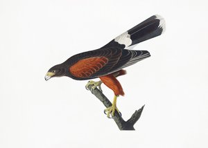 Gavião da Louisiana, extraído de *Birds of America* (1827) de John James Audubon