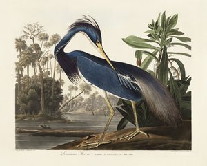 Garça-da-Louisiana, extraído de *Birds of America* (1827) de John James Audubon