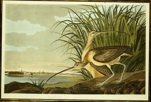 Maçarico real de bico longo masculino e feminino de John James Audubon