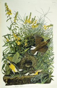 Cotovia do Prado, 1832 de John James Audubon