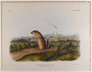 Esquilo marmota mexicana de John James Audubon