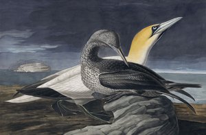 Gannet do norte, Morus Bassanus, de "os pássaros de América" por John J. Audubon, bar. 1827-38 de John James Audubon