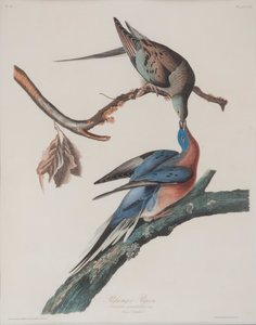 Pombo-passageiro de John James Audubon