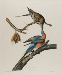 Pombo de passageiros, 1827-1838 (wc no papel) de John James Audubon