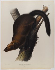 Bandeirolas martin ou fisher de John James Audubon