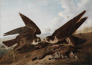 Falcões peregrinos de John James Audubon