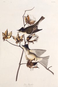 Pewit Flycatcher. Dos pássaros da América, 1827-1838. de John James Audubon