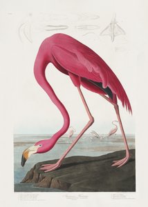 Flamingo-rosa, extraído de *Birds of America* (1827) de John James Audubon