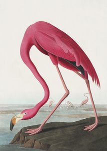 Flamingo-rosa II, da obra «Birds of America» (1827) de John James Audubon