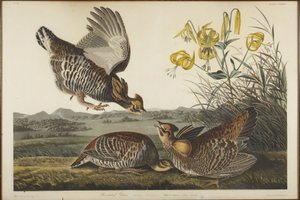  de John James Audubon