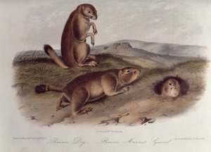 Cão da pradaria de &39;Quadrúpedes da América do Norte&39;, 1842-5, (litografia) de John James Audubon