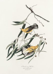 Toutinegra-protonotária, extraído de «Birds of America» (1827) de John James Audubon