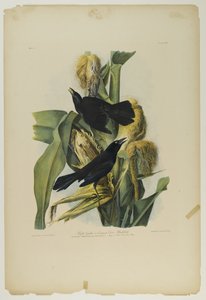 Grackle roxo ou melro comum do corvo, impresso por Julien Bien e publicado por Roe Lockwood & Son, 1861 (chromolithograph) de John James Audubon
