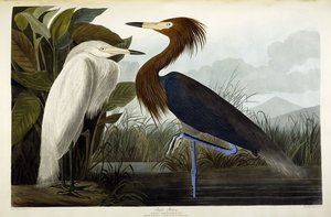 Garça-real roxa, c.1835 de John James Audubon