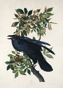 Corvo, da obra «Birds of America» (1827) de John James Audubon