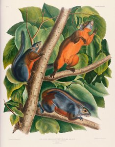 Esquilo de barriga vermelha de John James Audubon
