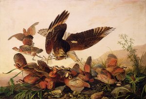 Falcão vermelho-empurrado que ataca perdizes do Bobwhite, 1827 de John James Audubon