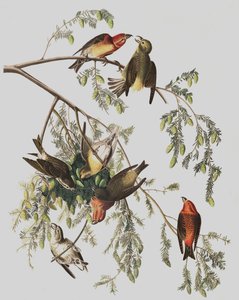 Red Crossbill, Loxia Curvirostra, de "The Birds of America" por John J. Audubon, pub. 1827-38 de John James Audubon