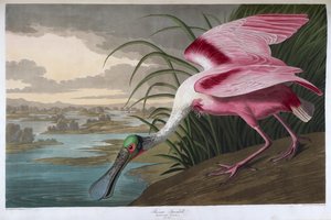 Colhereiro rosado. Macho adulto de John James Audubon