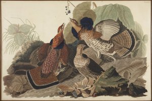 Tetraz-rufo de John James Audubon