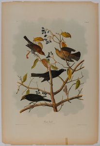 Rola-ferrugenta de John James Audubon