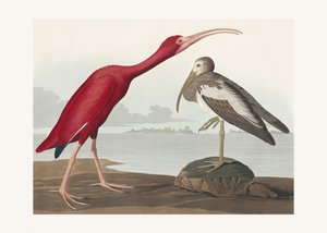 Íbis escarlate, extraído de *Birds of America* (1827) de John James Audubon