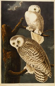 Coruja-das-neves de John James Audubon