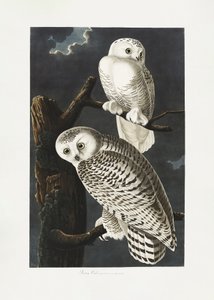 Coruja-das-neves, de «Birds of America» (1827) de John James Audubon
