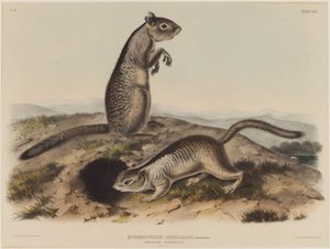 Spermophilus Douglassii (dois esquilos Douglas) de John James Audubon