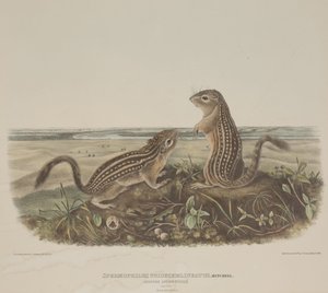 Spermophilus Tridecemlineatus (dois esquilos leopardo) de John James Audubon