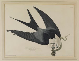  de John James Audubon