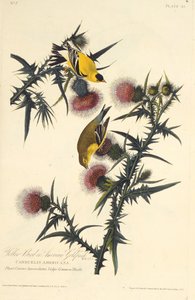O pintassilgo americano. Dos pássaros da América, 1827-1838. de John James Audubon