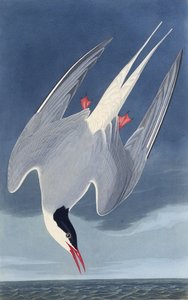 A andorinha-do-mar ártica. Dos pássaros da América, 1827-1838. de John James Audubon