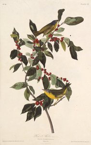 A toutinegra de Nashville. Dos pássaros da América, 1827-1838. de John James Audubon