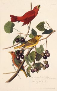 O pássaro vermelho de verão. Dos pássaros da América, 1827-1838. de John James Audubon