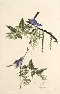 O apanhador de moscas cinza-azulado. Dos pássaros da América, 1827-1838. de John James Audubon