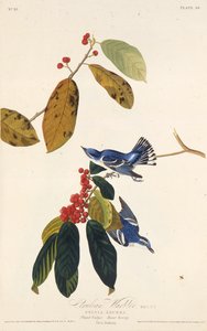 A toutinegra cerúleo. Dos pássaros da América, 1827-1838. de John James Audubon
