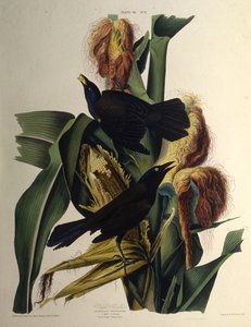 O grackle comum. Dos pássaros da América, 1827-1838. de John James Audubon