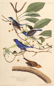 Os indigobirds. Dos pássaros da América, 1827-1838. de John James Audubon