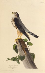 O Merlin. Dos pássaros da América, 1827-1838. de John James Audubon