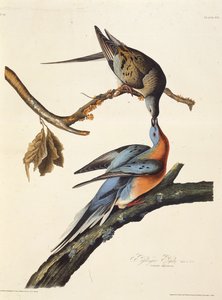 O pombo passageiro. Dos pássaros da América, 1827-1838. de John James Audubon