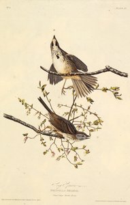 A canção pardal. Dos pássaros da América, 1827-1838. de John James Audubon