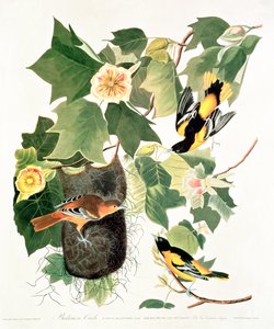 Tulipa-Árvore: Liriodendron tulipifera, de 