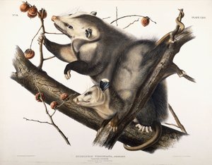 Gambá da Virgínia, 1845 de John James Audubon