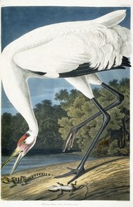 Guindaste gritando, macho adulto, 1834 de John James Audubon