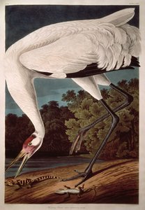 Guindaste, de &39;Birds of America&39;