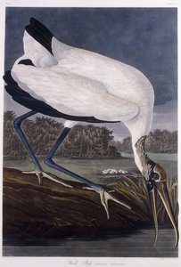 Ibis de madeira de John James Audubon